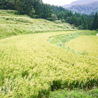 【数量限定】令和6年/新潟上越産「標高480mの山間地で育てた棚田米コシヒカリ」玄米8kg
