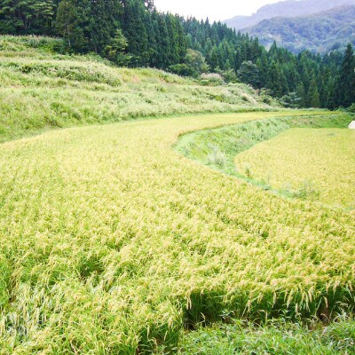 【数量限定】令和6年/新潟上越産「標高480mの山間地で育てた棚田米コシヒカリ」玄米10kg