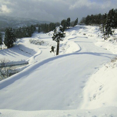 【数量限定】令和6年/新潟上越産「標高480mの山間地で育てた棚田米コシヒカリ」玄米10kg