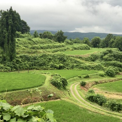 新潟県上越産米/令和5年/山間地で育てた「棚田米 コシヒカリ 精米20kg」(10kg×2袋)