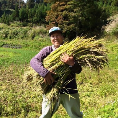 令和6年産「ミルキークイーン」新潟県上越産 精米10kg(1袋)