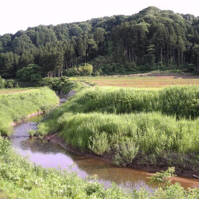 ★数量限定★令和6年産・新潟県上越市吉川区国田産・新潟県認証米/特別栽培米コシヒカリ精米10kg
