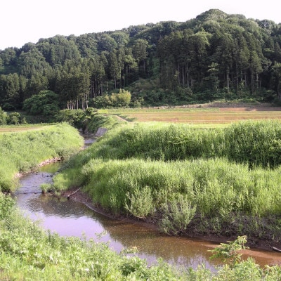 ★数量限定★令和5年産・新潟県上越市吉川区国田産・新潟県認証米/特別栽培米コシヒカリ精米25kg