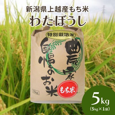 令和6年・新潟県上越産|もち米「わたぼうし」新潟県特別栽培米|5kg(白米)