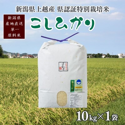 令和6年産 10kg 農家備蓄米 新潟県上越市農家 精米済み白米