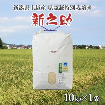令和6年産/新潟県上越産ブランド米「新潟県認証特別栽培米・新之助」精米10kg