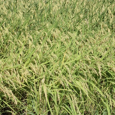 令和5年産/新潟県上越産ブランド米「新潟県認証特別栽培米・新之助」精米20kg(10kg×2袋)