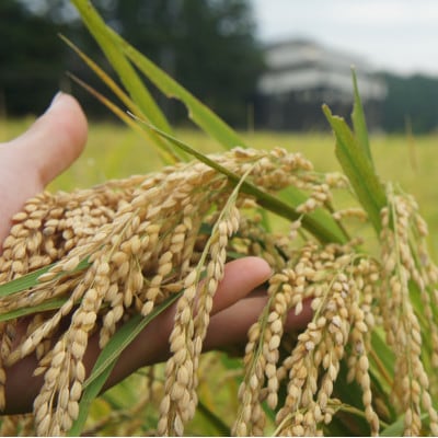 令和7年・新潟県産|特別栽培米コシヒカリ 精米5kg(富永農産)