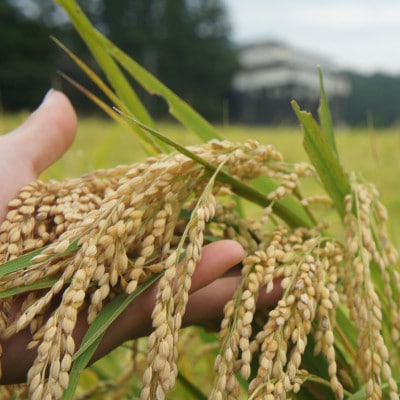 令和7年・新潟県産|特別栽培米コシヒカリ 精米10kg(富永農産)