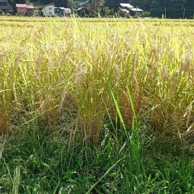 【毎月定期便】新潟県上越市吉川区国田産/特別栽培米コシヒカリ 玄米5kg(1袋)全6回