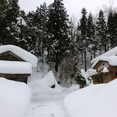 【2ヵ月毎定期便】新潟県上越市吉川区国田産/特別栽培米コシヒカリ 精米4kg(2kg×2袋)全6回