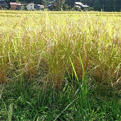 2023年3月発送開始『定期便』新潟県上越市吉川区国田産コシヒカリ玄米10kg(5k×2袋)全6回