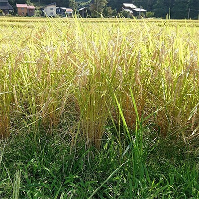 2023年3月発送開始『定期便』新潟県上越市吉川区国田産 コシヒカリ精米5kg(1袋)全12回