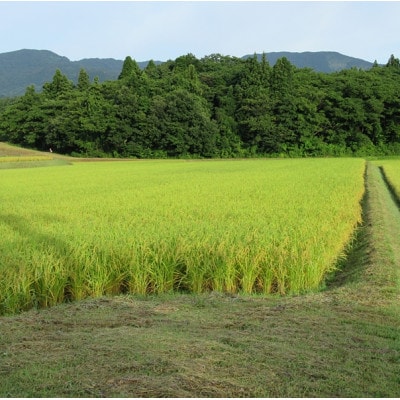 標高200mで育てた棚田米|令和7年・新潟県上越産・にじのきらめき精米5kg
