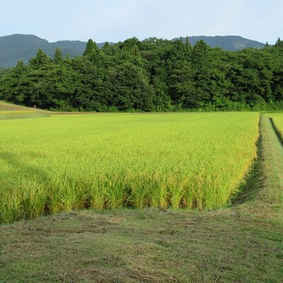 標高200mで育てた棚田米|令和7年・新潟県上越産・にじのきらめき精米10kg