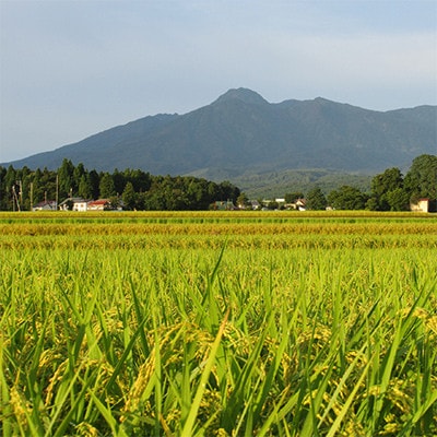 【毎月定期便】標高200mで育てた棚田米|新潟県上越市中郷産・従来種コシヒカリ精米5kg全6回