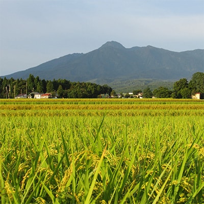 2024年1月発送開始『定期便』新潟県上越市中郷産 早生品種つきあかり精米5kg全12回