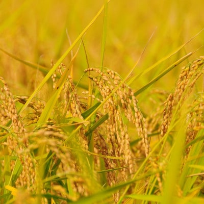 令和7年新潟県上越産　桑谷ファーム/桑谷米(棚田米コシヒカリ)白米2kg