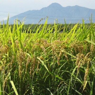 中郷区産のお米　こしひかり 10kg(5kg×2袋)