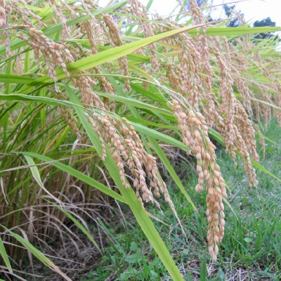 数量限定★令和6年産|棚田米コシヒカリ|新潟上越牧産ブランド米「幻米」10kg(2kg×5袋)玄米