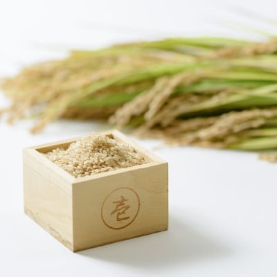 数量限定★令和6年産|棚田米コシヒカリ|新潟上越牧産ブランド米「幻米」10kg(2kg×5袋)玄米