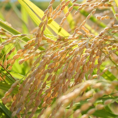 令和5年産 お米マイスターが育てた上越産みずほの輝き10kg(5kg×2)無洗米精米