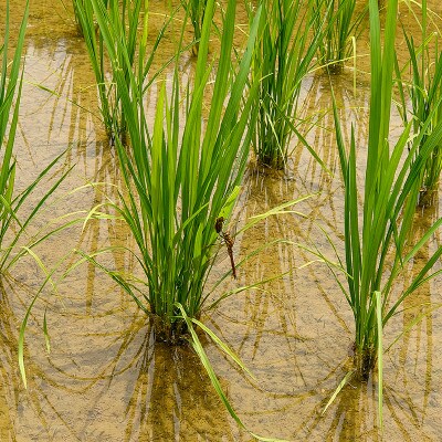 極少量米:数量限定令和6年産/新潟県上越市大島区産 棚田米コシヒカリ 4kg(2kg×2)玄米