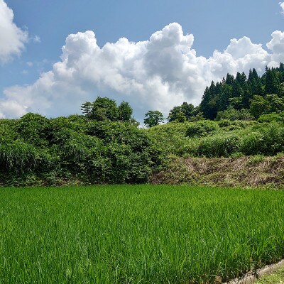 極少量米:数量限定令和5年産/新潟県上越市大島区産 棚田米コシヒカリ 20kg(2kg×10)玄米