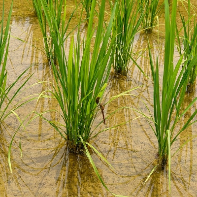 極少量米:数量限定令和5年産/新潟県上越市大島区産 棚田米コシヒカリ 20kg(2kg×10)玄米