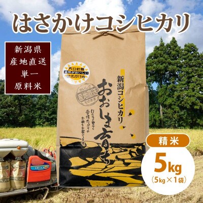 限定米令和6年産/新潟上越大島産/特A棚田はさがけ天日干し米コシヒカリ5kg(5kg×1)精米