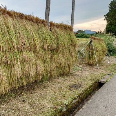 限定米令和6年産/新潟上越大島産/特A棚田はさがけ天日干し米コシヒカリ10kg(10kg×1)精米