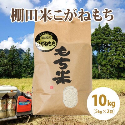 極少量米:数量限定令和6年産精米/新潟県上越市大島区産棚田米こがねもち 10kg(5kg×2)もち米