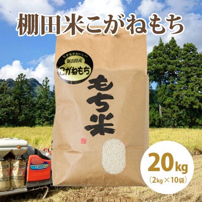 極少量米:数量限定令和5年産精米/新潟県上越市大島区産棚田米こがねもち 20kg(2kg×10)もち