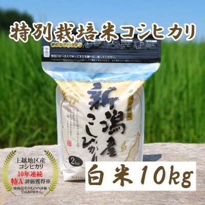 令和5年産|新潟上越三和産|特別栽培米コシヒカリ(従来種)10kg(2kg×5)精米