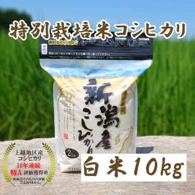 令和3年度産　新潟こしひかり　10kg(5kg×2袋)　特別栽培米