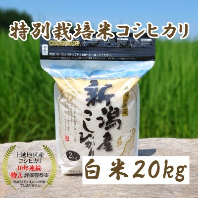 令和5年産|新潟上越三和|特別栽培米コシヒカリ(従来種)20kg(2kg×10