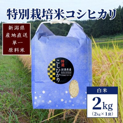 【50セット限定】令和6年産 新潟上越清里産 特別栽培米コシヒカリ2kg(2kg×1袋)白米