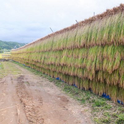 【数量限定】令和6年産 新潟上越清里産 はさ掛け米コシヒカリ5kg(5kgx1袋)玄米