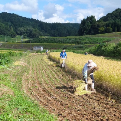 【数量限定】令和6年産|新潟上越清里東戸野産|新潟県限定品種こしいぶき2kg(2kg×1袋)玄米