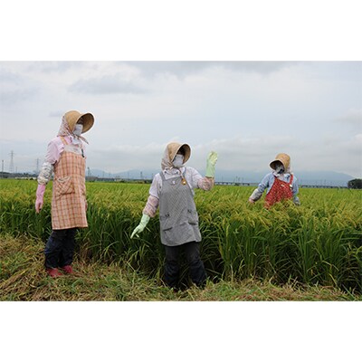 【毎月定期便】新潟県上越産コシヒカリ(精米) 5kg 全6回