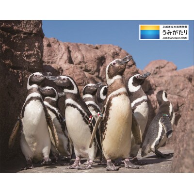 上越市立水族博物館 うみがたり入館券 大人(18歳以上)2枚+幼児(4歳以上)2枚