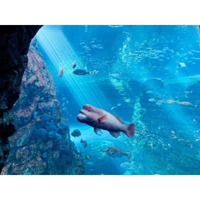 上越市立水族博物館 うみがたり入館券 大人(18歳以上)2枚+幼児(4歳以上)2枚