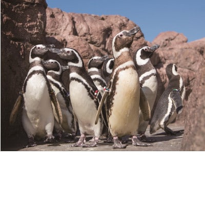 新デザイン登場!!上越市立水族博物館ペンギンの羽キーホルダー