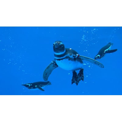 新デザイン登場!!上越市立水族博物館ペンギンの羽キーホルダー