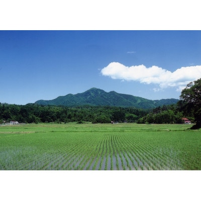 【新米　令和8年産】【食味鑑定士厳選】　新潟県上越市産(柿崎地区)こしひかり　5kg