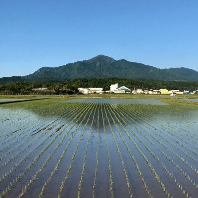 【新米　令和8年産】【食味鑑定士厳選】　新潟県上越市産(柿崎地区)こしひかり　10kg(5kg×2)