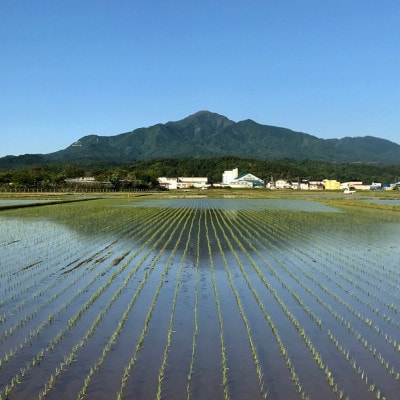 【新米　令和8年産】【食味鑑定士厳選】　新潟県上越市産(柿崎地区)こしひかり　20kg(5kg×4)