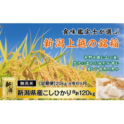 【発送月固定定期便】【先行予約】〈無洗米〉食味鑑定士厳選 上越産こしひかり[5kg×4袋]全6回