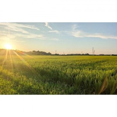 【10月中旬より順次出荷】令和7年産　新潟県上越市産　新之助　白米　10kg