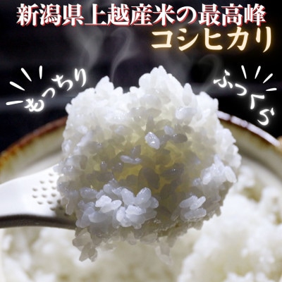 【令和7年産 新米】従来コシヒカリ (精米)5kg(新潟県上越市産)